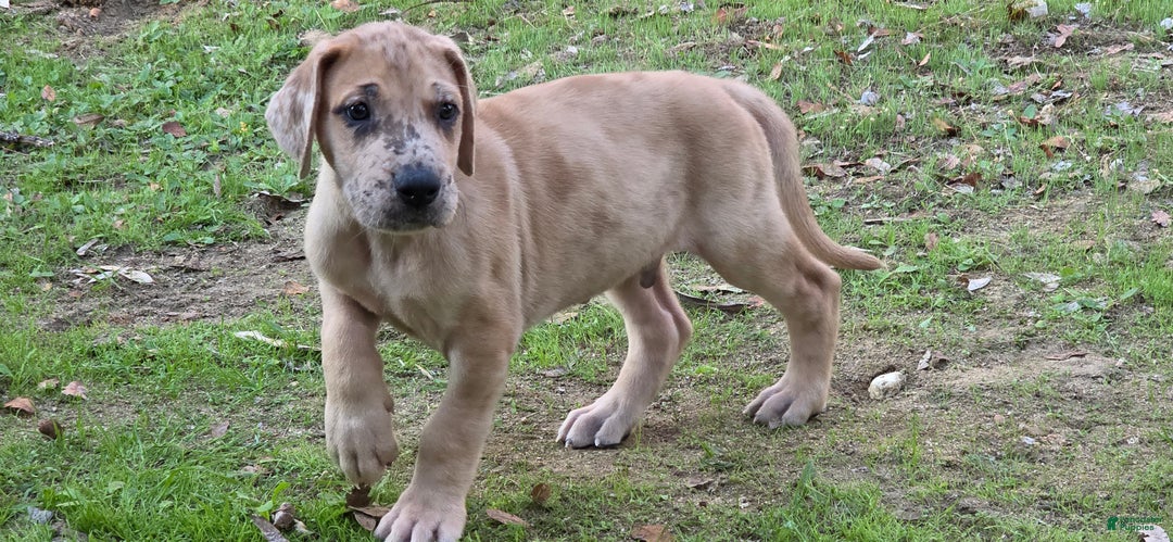 Great Dane dogs for sale: Taj - Ad 9