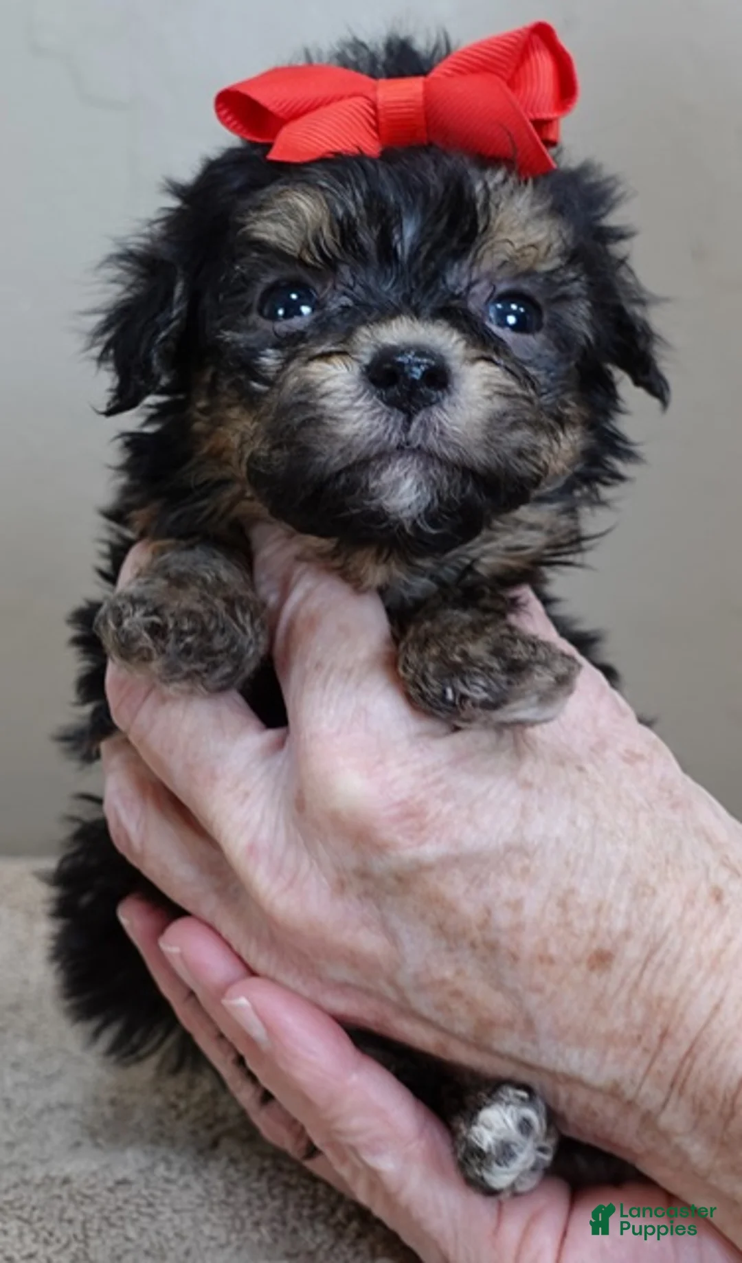 Maltipoo dogs for sale: Zircon - Ad 7
