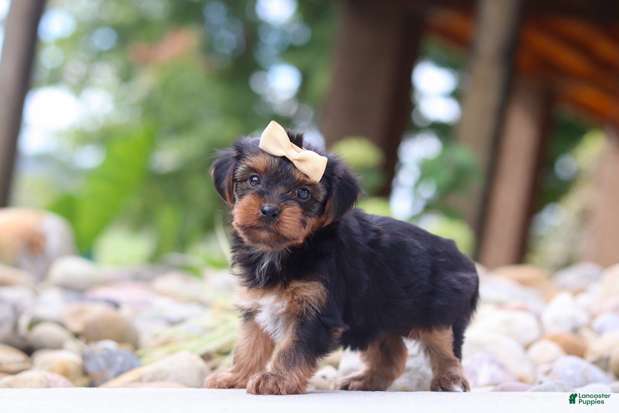 Yorkiepoo dogs Torte - Ad 1