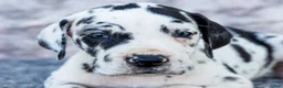 Great Dane dogs for sale: Alex - Ad 7