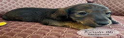 Dachshund dogs for sale: Kurvin - Ad 2