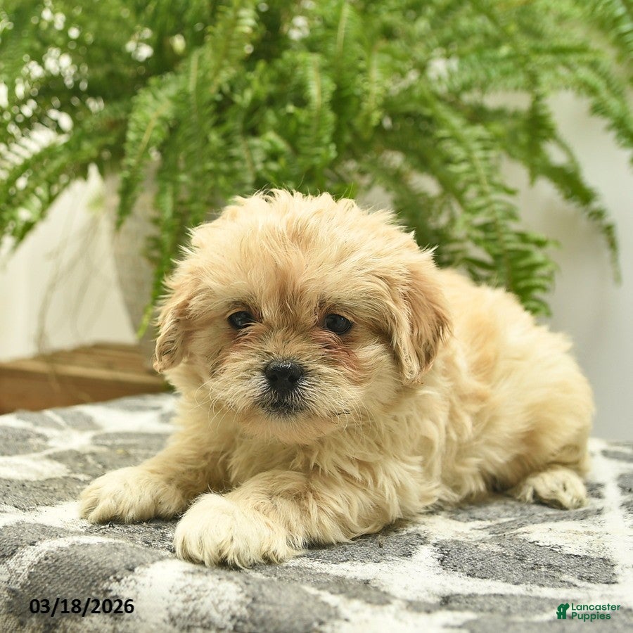 Pekapoo dogs Jewel  - Ad 2