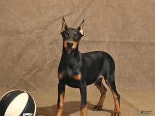 Doberman Pinscher dogs - Ad 6
