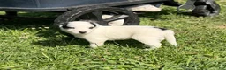 Mixed Breed dogs for sale: Moose  - Ad 1