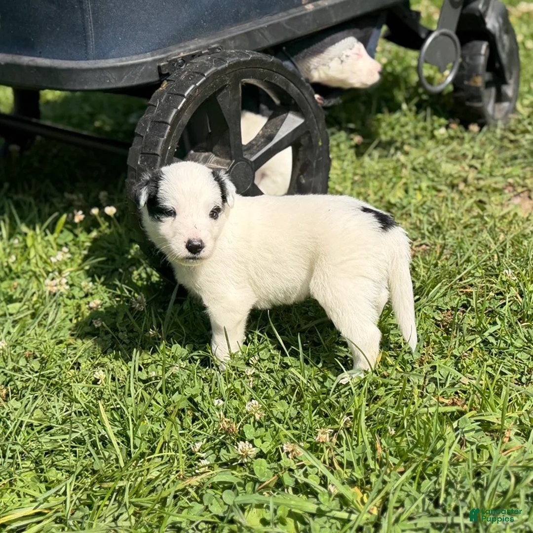 Mixed Breed dogs for sale: Moose  - Ad 1