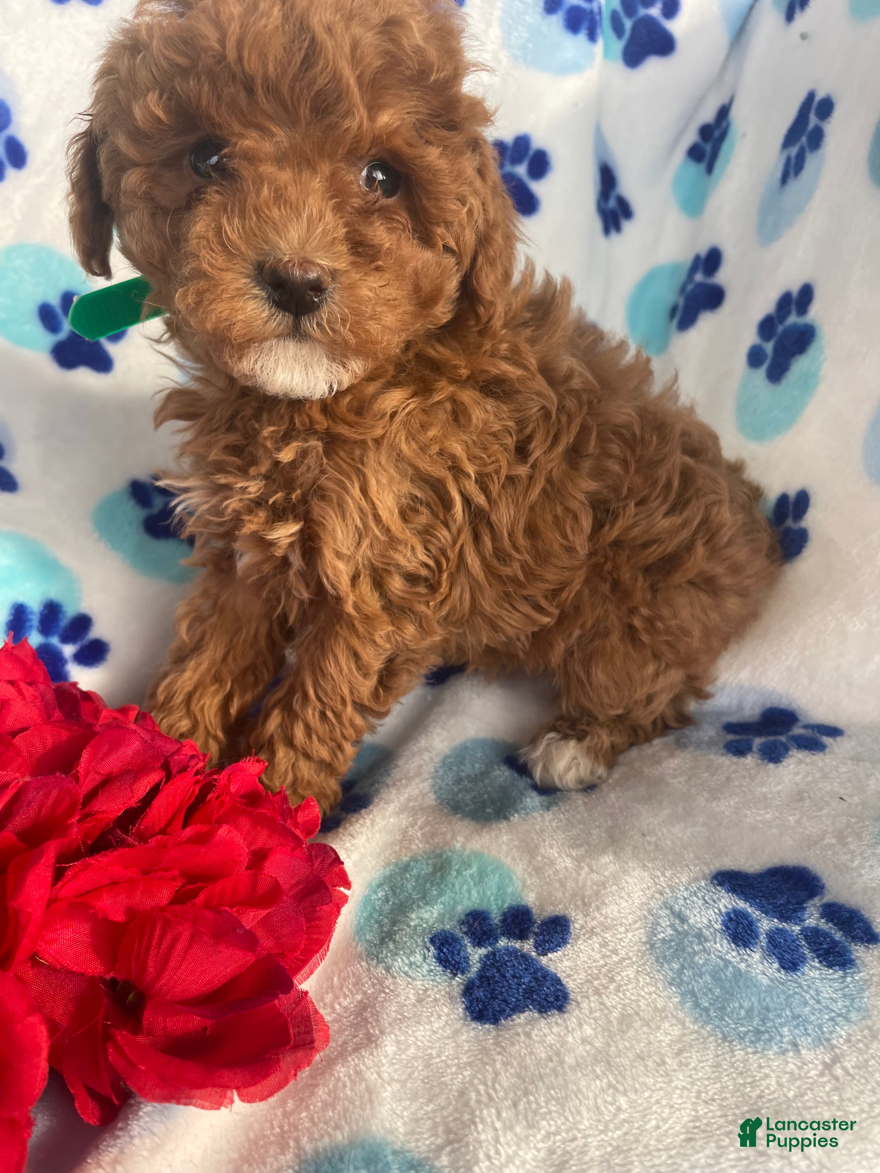 Toy Poodle dogs Gigi - Ad 33