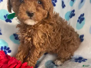 Toy Poodle dogs Gigi - Ad 33