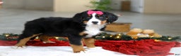 Bernese Mountain Dog dogs for sale: Katy - Ad 3