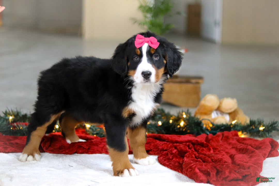 Bernese Mountain Dog dogs for sale: Katy - Ad 3
