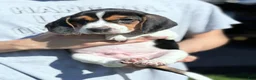 Beagle dogs for sale: Toby  - Ad 6