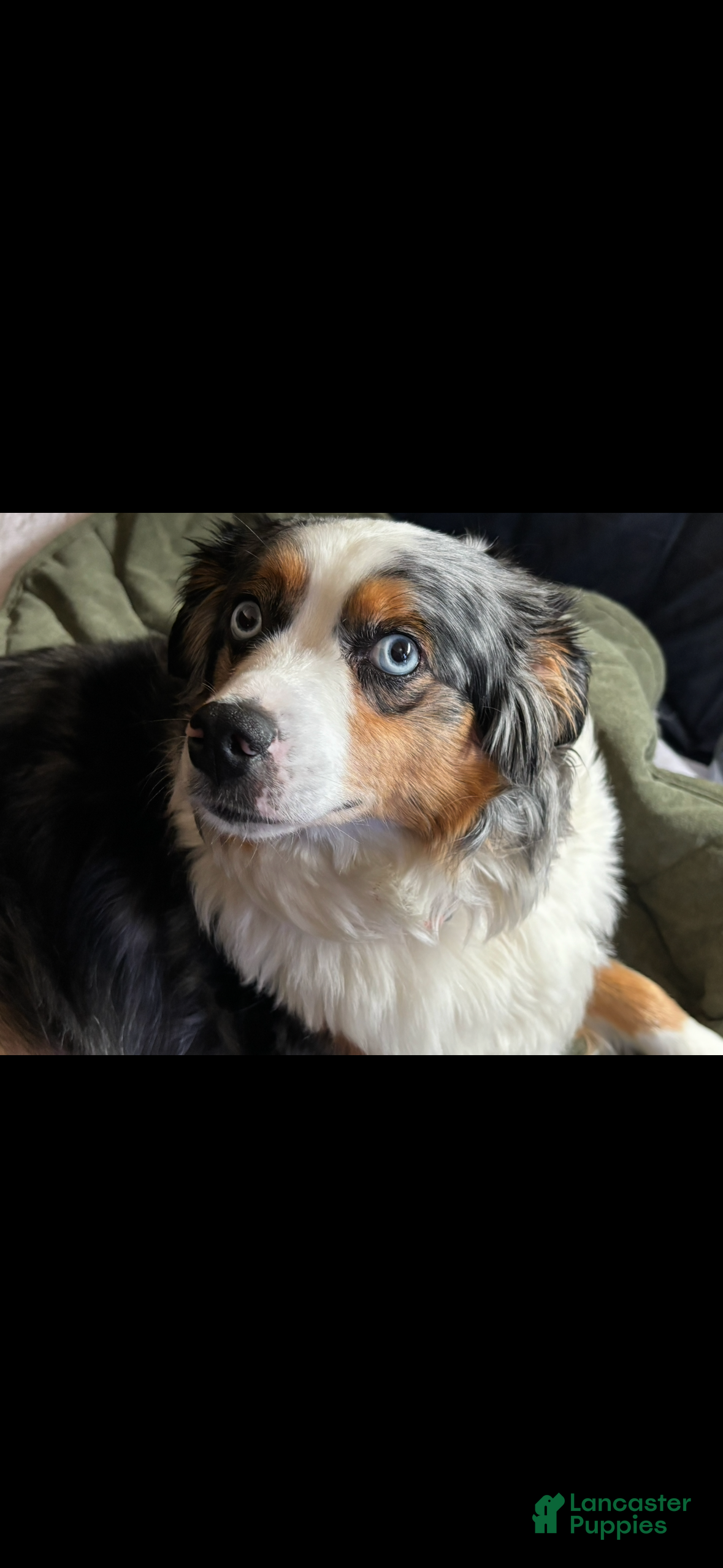 Aussiedoodle dogs Aussiedoodle 2 - Ad 2