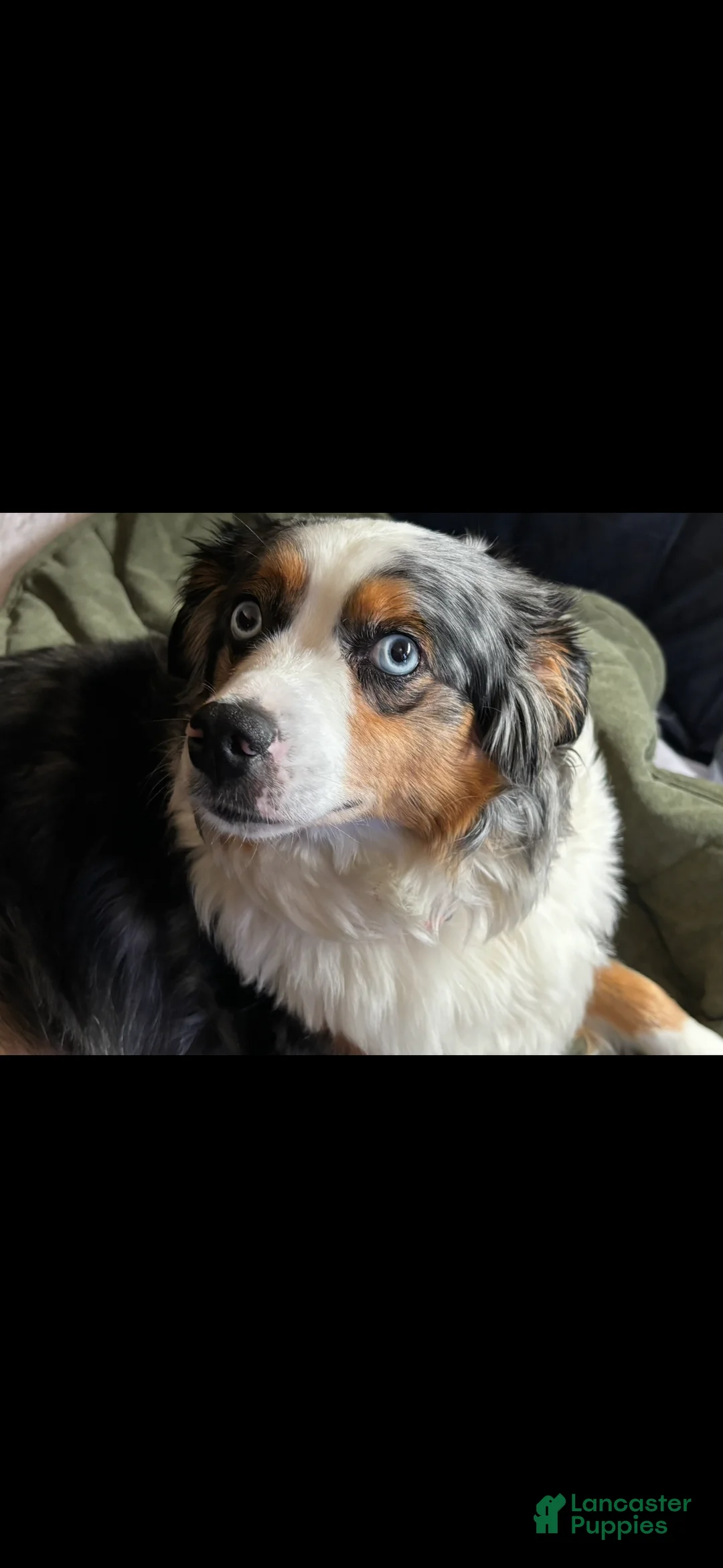 Aussiedoodle dogs for sale: Aussiedoodle 2 - Ad 2