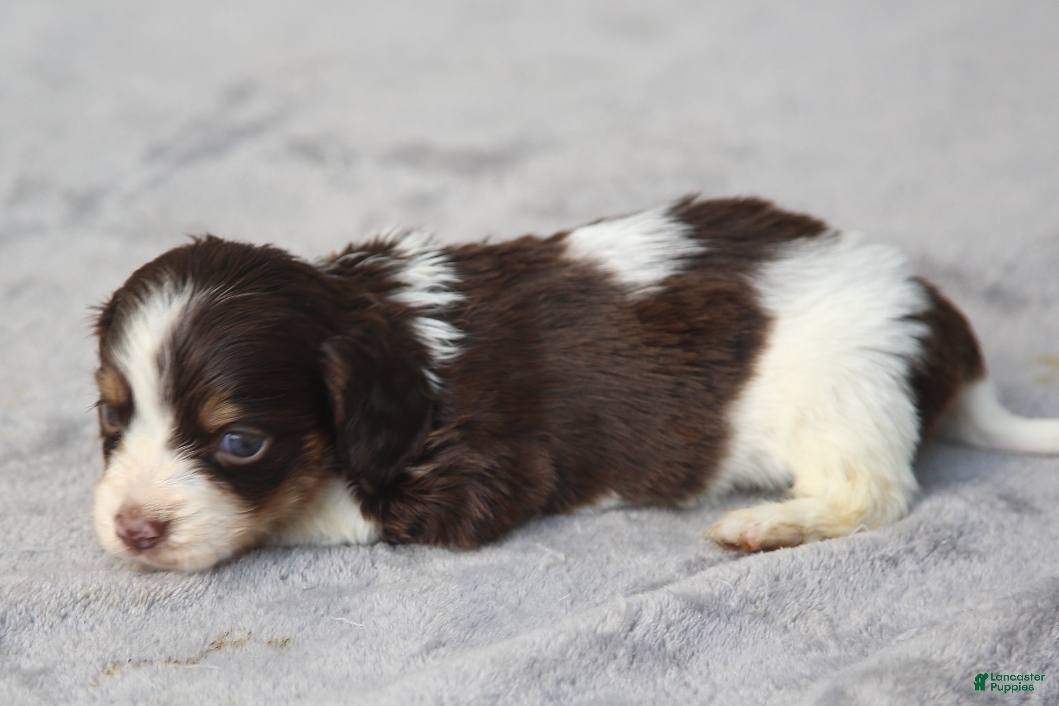 Dachshund dogs for sale: Chocolate and Tan Piebald Male  - Ad 2
