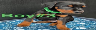 Doberman Pinscher Puppy 3