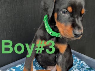 Doberman Pinscher dogs Doberman Pinscher Puppy 3 - Ad 3