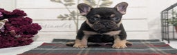 French Bulldog dogs for sale: Scout - Ad 11