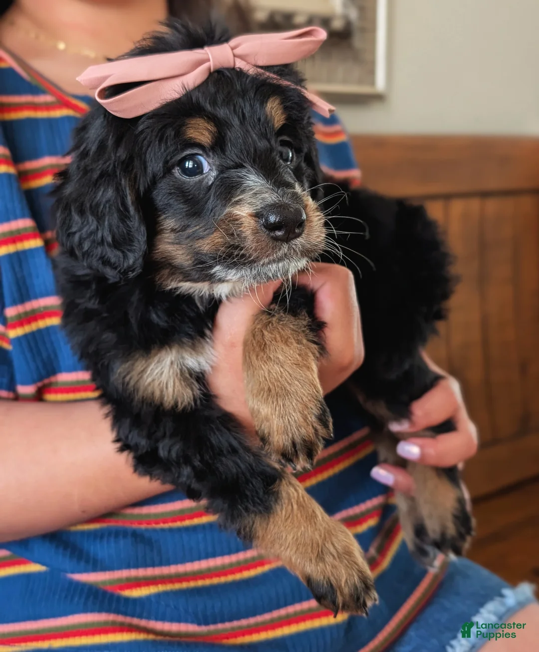 Mixed Breed dogs for sale: Mixed Breed Puppy 6 - Ad 2