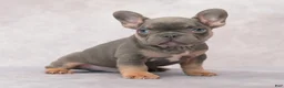 French Bulldog dogs for sale: Milo - Ad 8