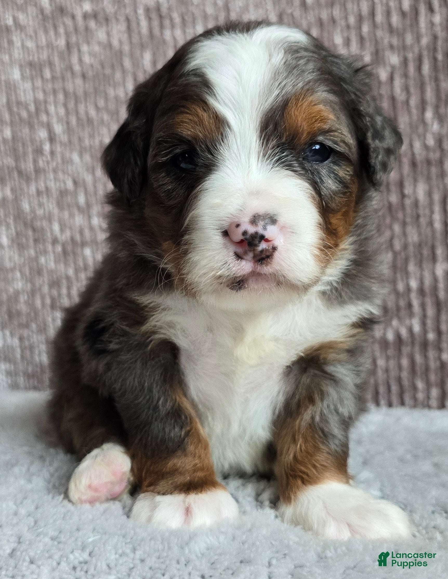 Mini Bernedoodle dogs Mini Sophie - Ad 8