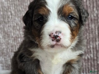 Mini Bernedoodle dogs Mini Sophie - Ad 8