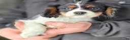 Cavalier King Charles Spaniel dogs for sale: Cavalier King Charles Spaniel Puppy 1 - Ad 3