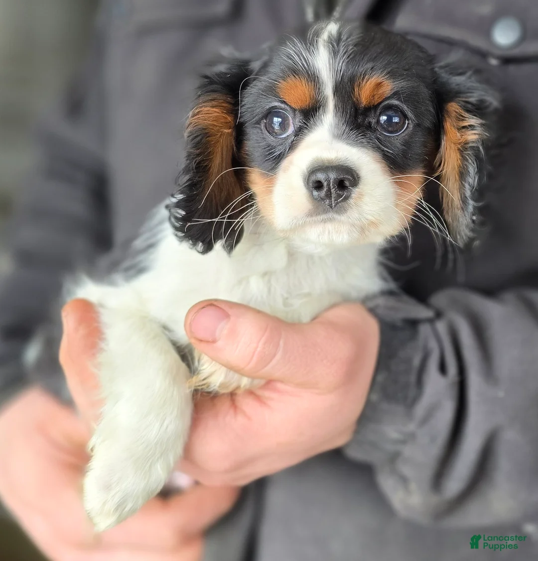 Cavalier King Charles Spaniel dogs for sale: Cavalier King Charles Spaniel Puppy 1 - Ad 3
