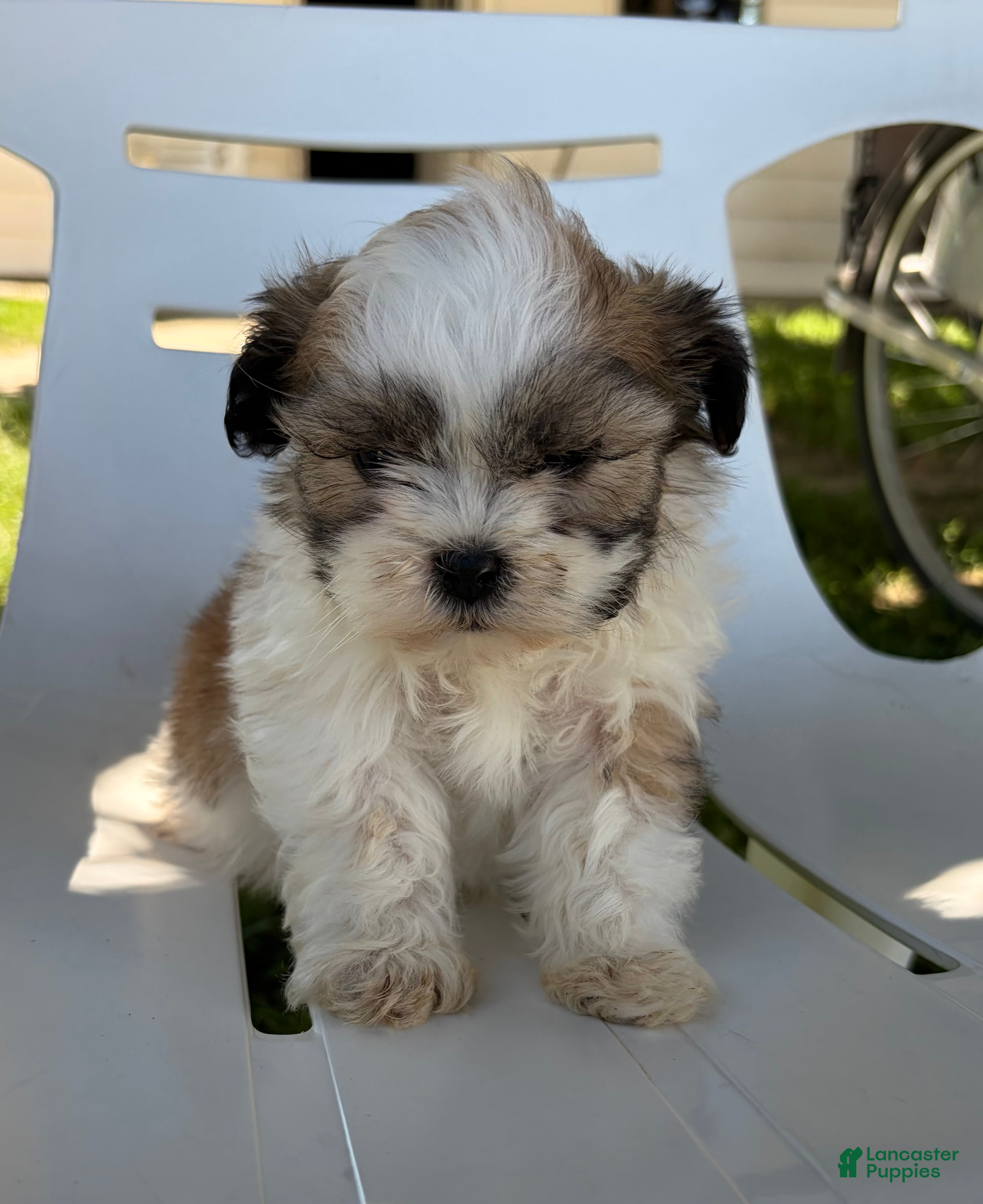 Mixed Breed dogs Vino - Ad 1