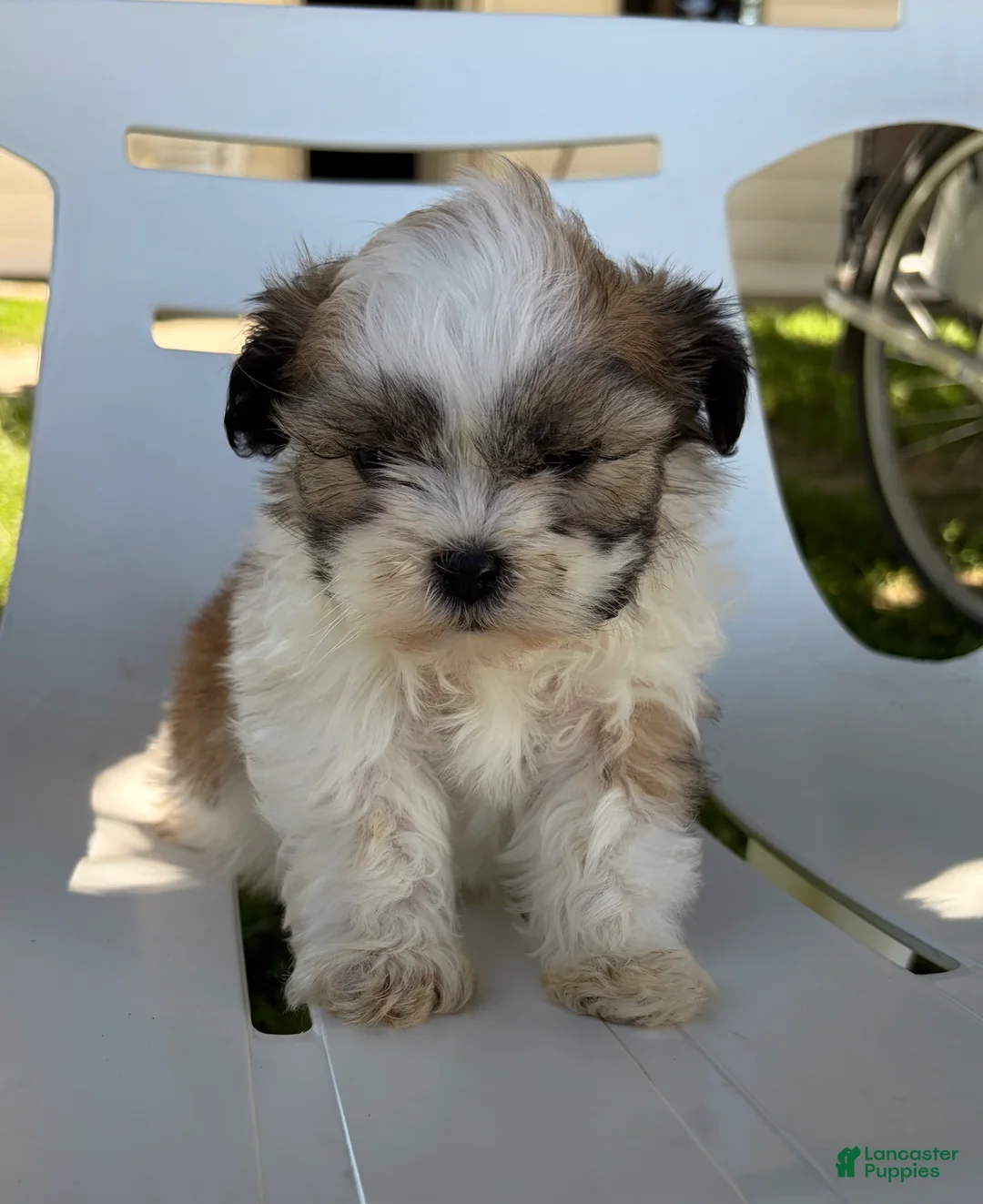 Mixed Breed dogs for sale: Vino - Ad 1