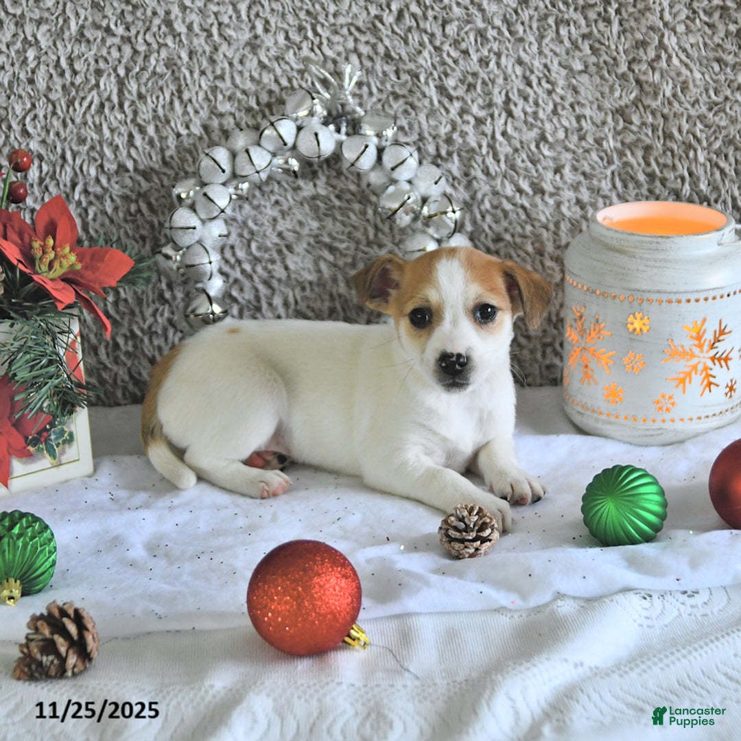 Jack Russell Terrier dogs for sale: Reba - Ad 2