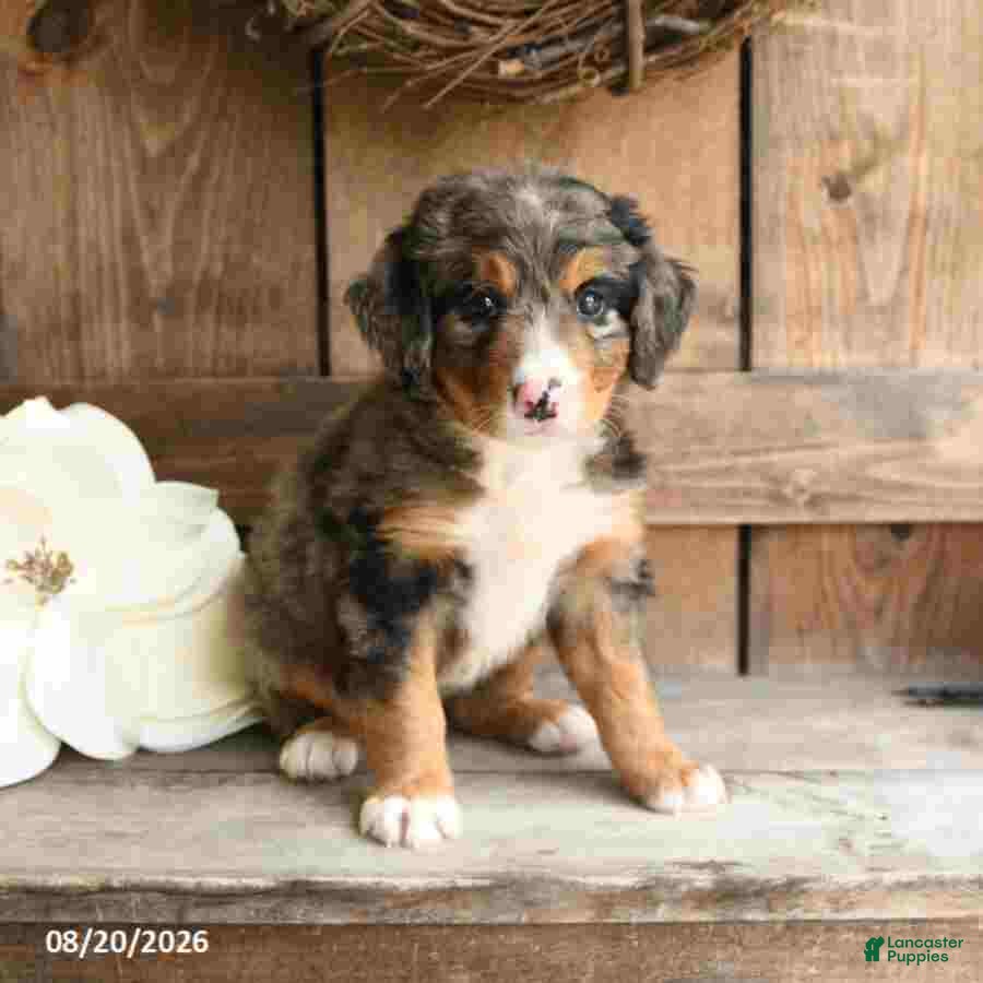 Mini Bernedoodle dogs Layla - Ad 2