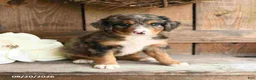 Mini Bernedoodle dogs for sale: Layla - Ad 2
