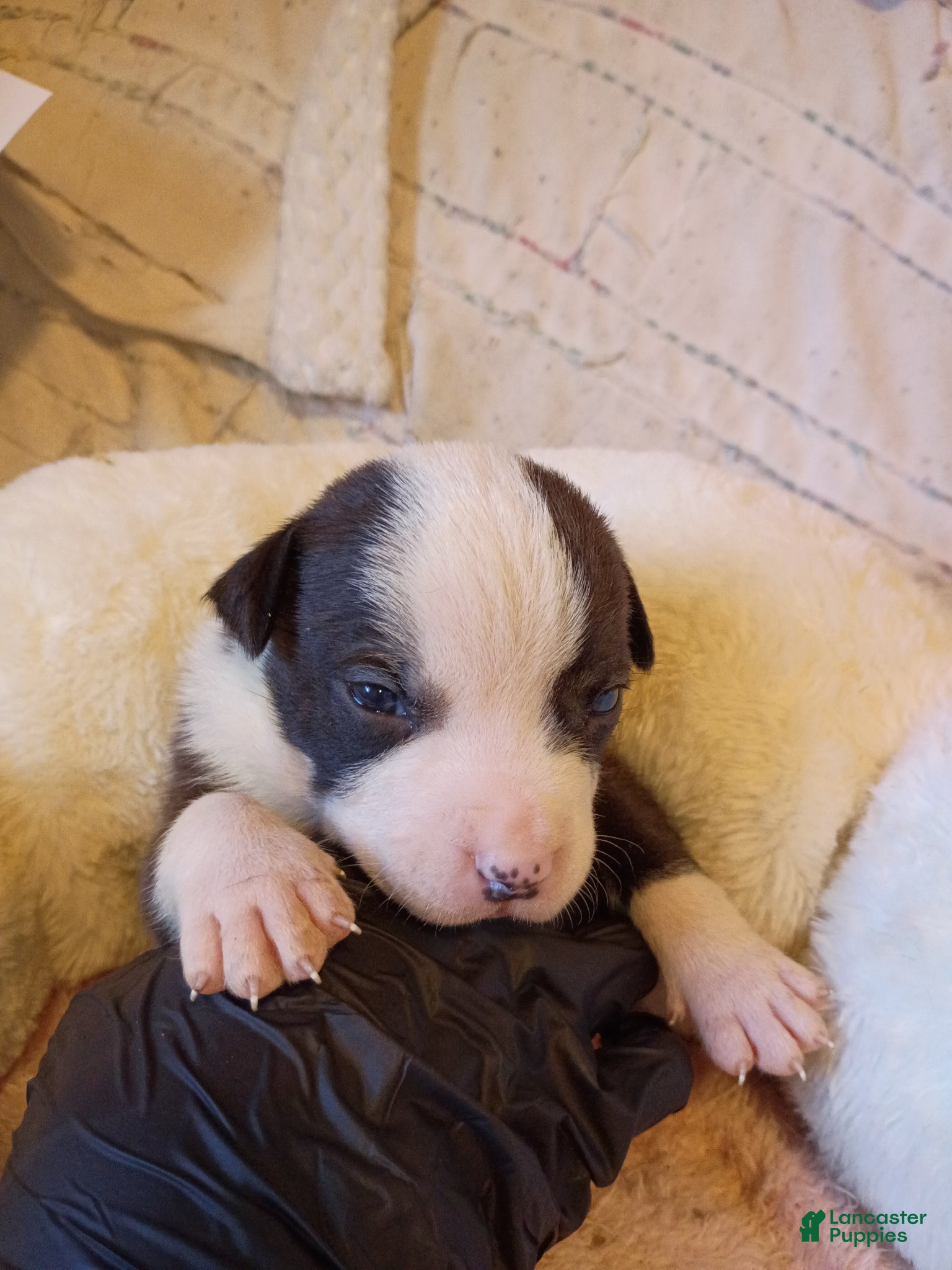 Mixed Breed dogs Mixed Breed Puppy 8 - Ad 18