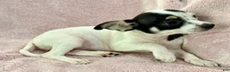 Chihuahua dogs for sale: Flower - Ad 3