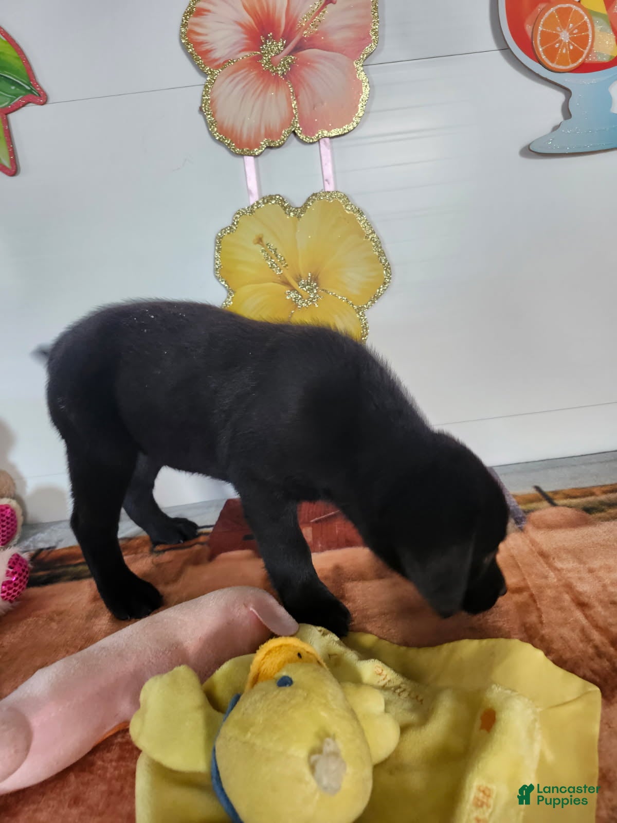 Labrador Retriever dogs Lucy - Ad 2