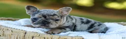 French Bulldog dogs for sale: Darla - Blue Merle - Ad 3