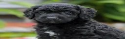 Miniature Labradoodle dogs for sale: Coda  - Ad 1