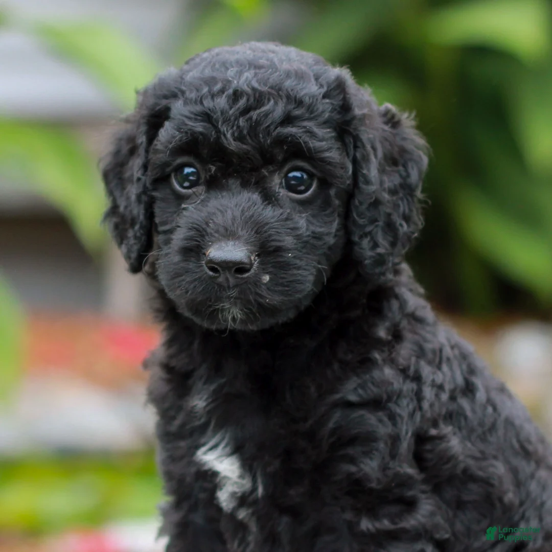 Miniature Labradoodle dogs for sale: Coda  - Ad 1