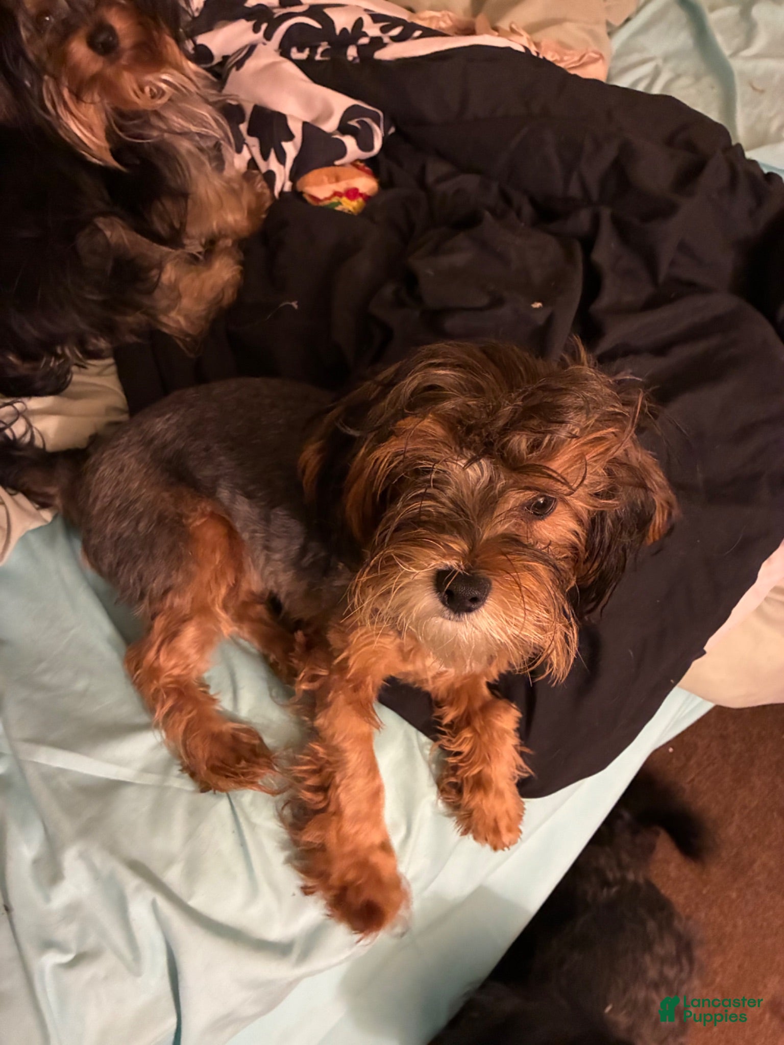 Mixed Breed dogs Mahogany  - Ad 4