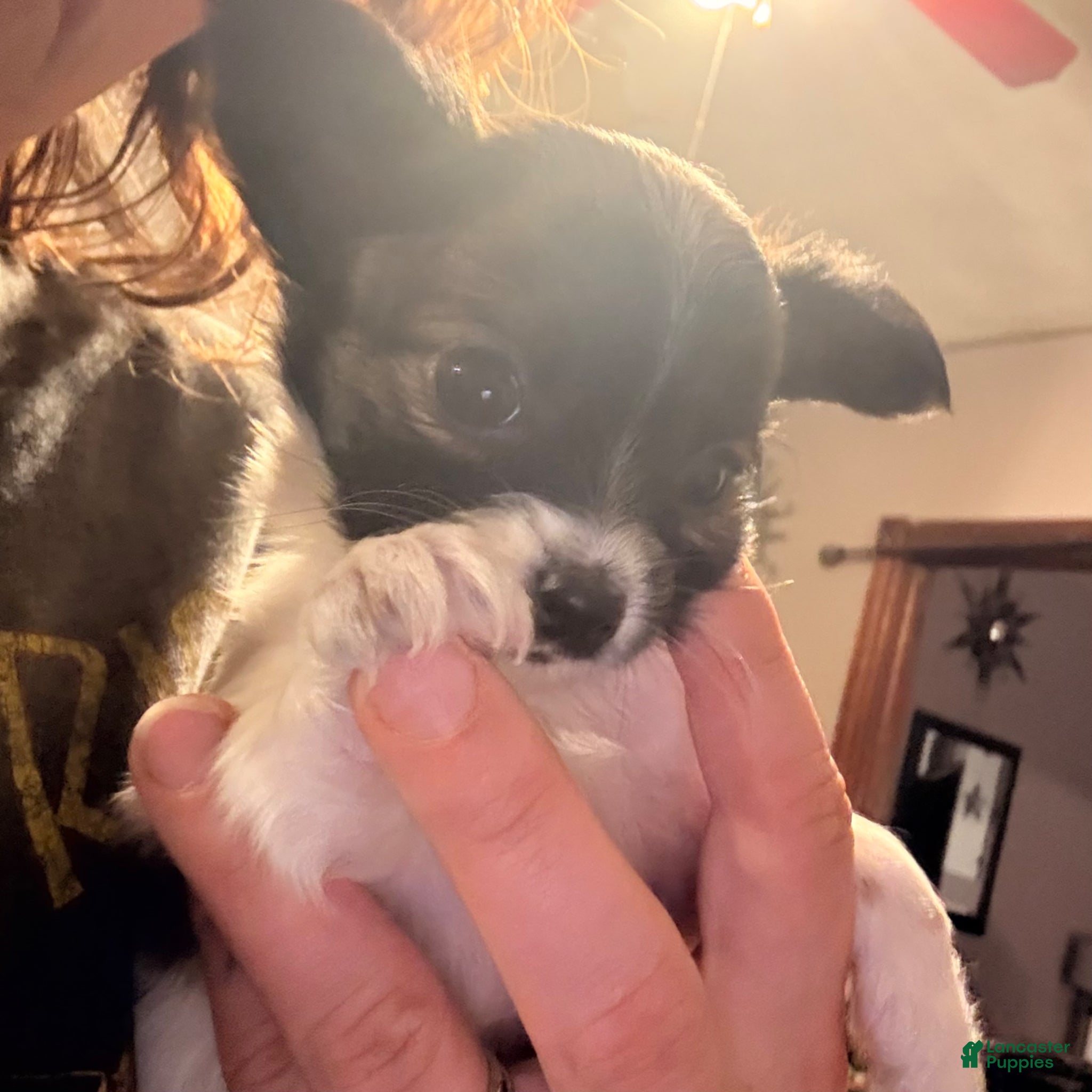 Chihuahua dogs for sale: Chihuahua Puppy 2 - Ad 1