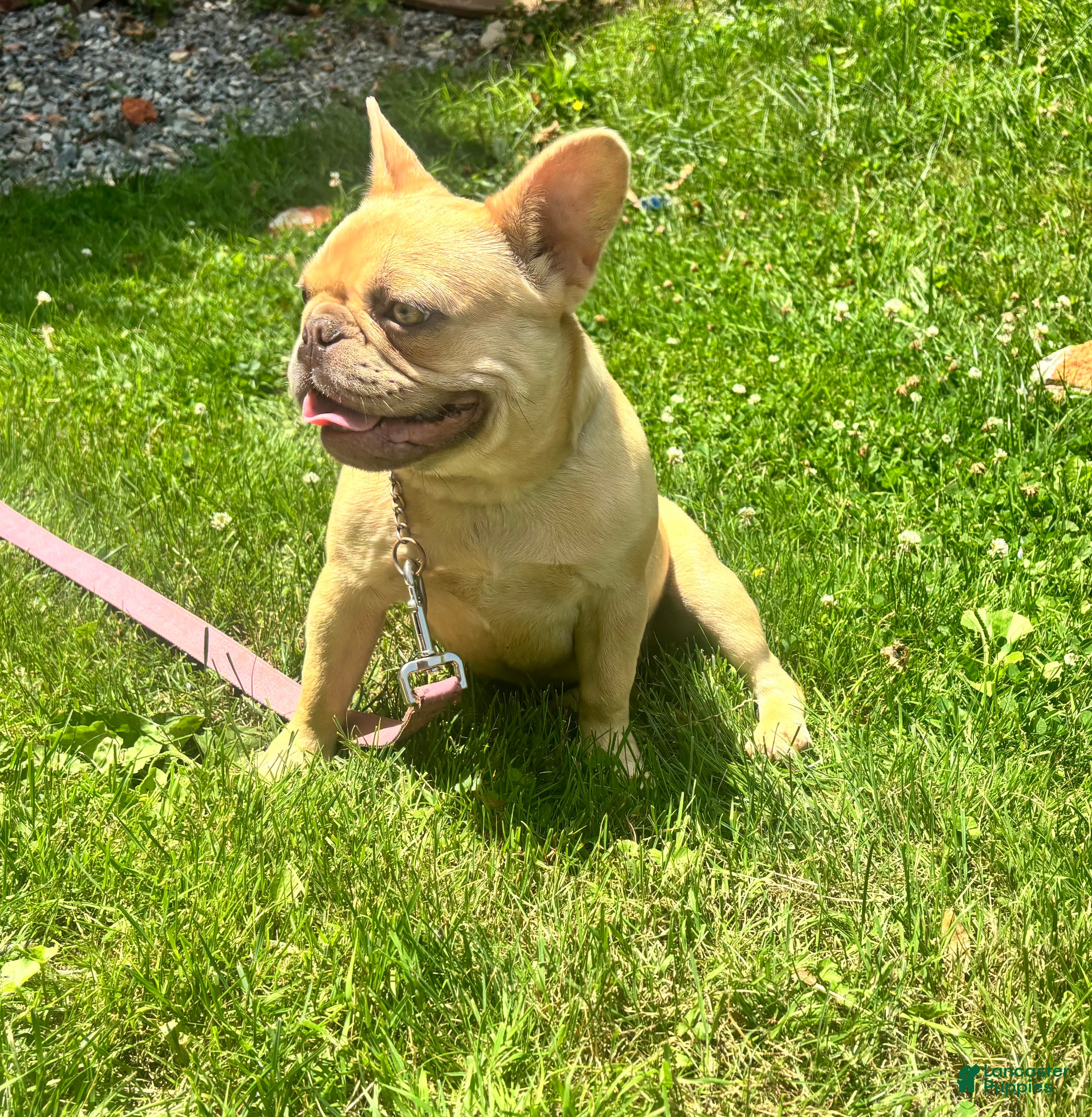 French Bulldog dogs French Bulldog 1 - Ad 1