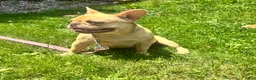 French Bulldog dogs for sale: French Bulldog 1 - Ad 1