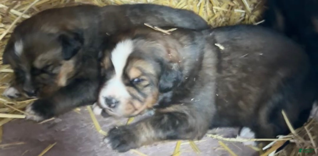 Mixed Breed dogs for sale: Tibetan Mastiff/Bernese Mountain Dog Male 2 - Ad 7