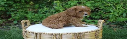 Cavapoo dogs for sale: Skye - Ad 3
