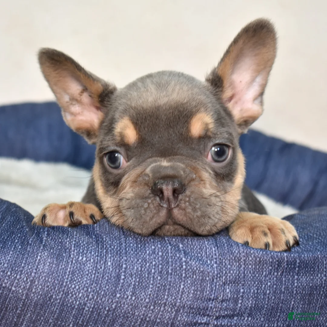 French Bulldog dogs for sale: Blazer  - Ad 1