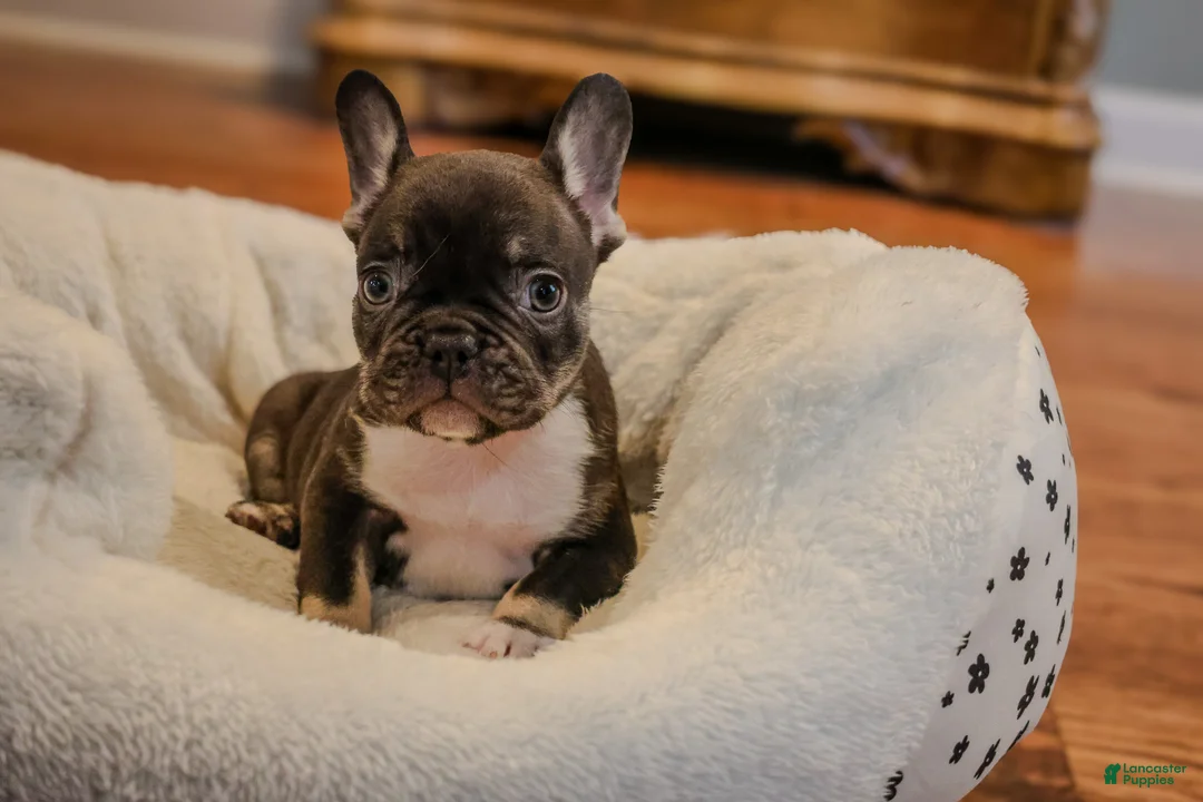 French Bulldog dogs for sale: Goose - Ad 2