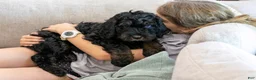 Bernedoodle dogs for sale: Acadia - Ad 13