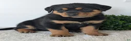 Mixed Breed dogs for sale: Rufus - Ad 18