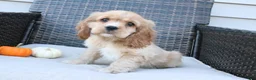 Cocker Spaniel dogs for sale: Cinnamon - Ad 4