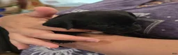Chihuahua dogs for sale: Chihuahua Puppy 4 - Ad 3