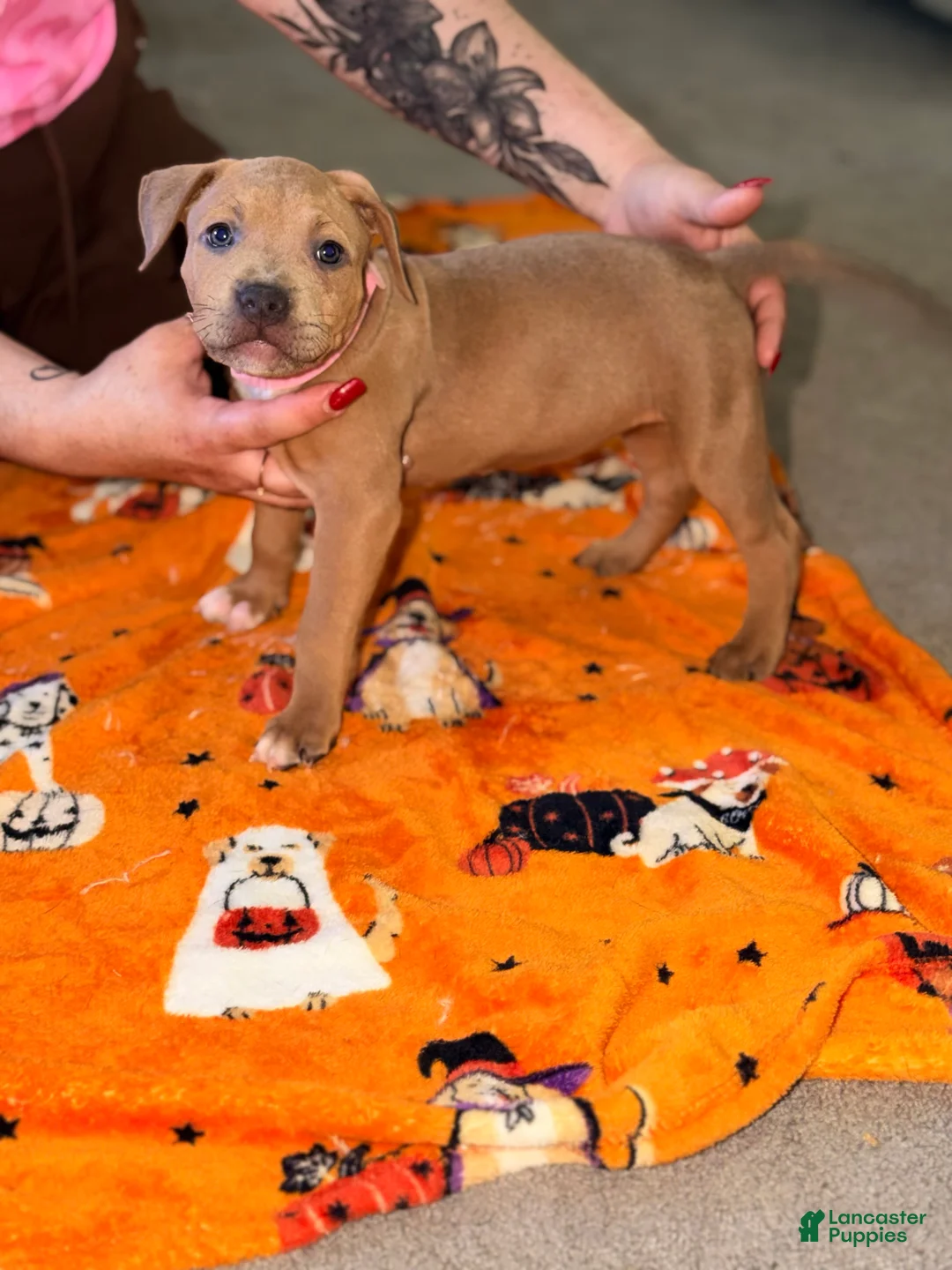 American Bully dogs for sale: American Bully 3 - Ad 2